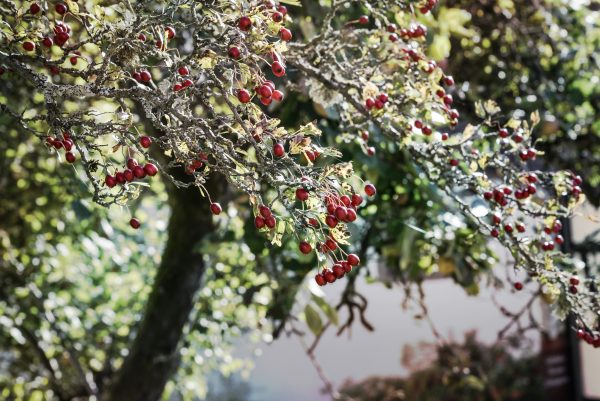 Foto: »Baumkrone mit Beeren [Treetop with berries]«