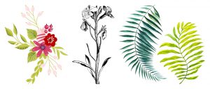 Bild: »Pflanzen-Illustrationen - Dekor Design«