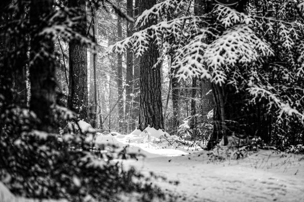 Foto: »Winterstimmung [winter mood] - No.6«