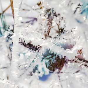 Foto: »Eisstrauch [ice shrub] - No.7«