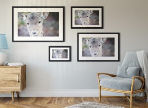 Foto: »Bambi in echt - No.2« (butlaix look), 30 x 20, 45 x 30, 60 x 40, 75 x 50 cm Fotodruck an Wand