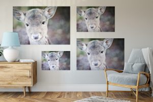 Foto: »Bambi in echt - No.2« (butlaix look), 45 x 30, 60 x 40, 75 x 50, 90 x 60 cm Fotodruck an Wand
