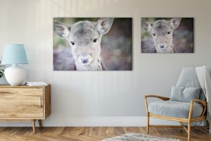 Foto: »Bambi in echt - No.2« (butlaix look), 60 x 40, 90 x 60 cm Fotodruck an Wand