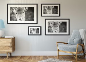 Foto: »Bambi in echt - No.2« (black and white), 30 x 20, 45 x 30, 60 x 40, 75 x 50 cm Fotodruck an Wand