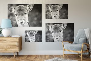 Foto: »Bambi in echt - No.2« (black and white), 45 x 30, 60 x 40, 75 x 50, 90 x 60 cm Fotodruck an Wand