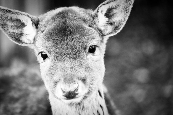 Foto: »Bambi in echt - No.2«