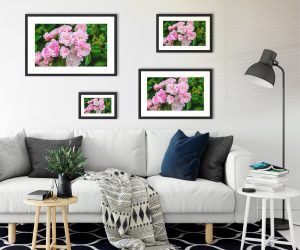 Foto: »Floribundarose - No.8« (natural colors), 30 x 20, 45 x 30, 60 x 40, 75 x 50 cm Fotodruck an Wand