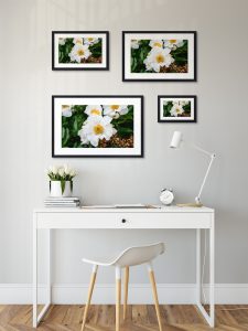 Foto: »Asiatische Pfingstrose [Asian peony] 'Krinkled White' - No.1« (natural colors), 30 x 20, 45 x 30, 60 x 40, 75 x 50 cm Fotodruck an Wand