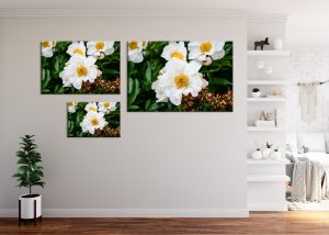 Foto: »Asiatische Pfingstrose [Asian peony] 'Krinkled White' - No.1« (natural colors), 60 x 40, 90 x 60, 120 x 80 cm Fotodruck an Wand