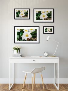 Foto: »Asiatische Pfingstrose [Asian peony] 'Krinkled White' - No.1« (butlaix look), 30 x 20, 45 x 30, 60 x 40, 75 x 50 cm Fotodruck an Wand