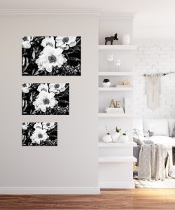 Foto: »Asiatische Pfingstrose [Asian peony] 'Krinkled White' - No.1« (black and white), 45 x 30, 60 x 40, 75 x 50 cm Fotodruck an Wand