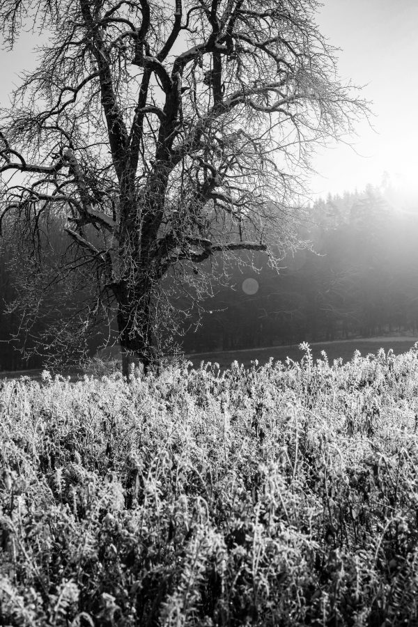 Foto: »Winterstimmung [winter mood] - No.11«