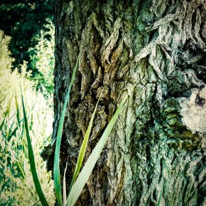 Nahaufnahme einer alten Baumrinde mit tiefen Furchen und rissiger Textur in grau-braunen Tönen. Im Vordergrund grüne Grashalme, im Hintergrund unscharfe Vegetation bei Tageslicht.