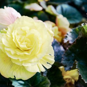 Nahaufnahme blassgelber Begonienblüten mit vielfach geschichteten, gewellten Blütenblättern vor dunkelgrünem Laub. Im Vordergrund eine große, vollständig geöffnete Blüte, rechts eine zweite.